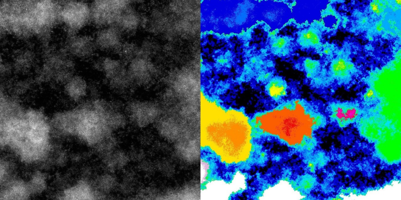 2D Projection view of a 3D acquisition for a biofilm before segmentation (GFP fluorescence) and after BIAM segmentation: each subregion of the biofilm is color-coded.